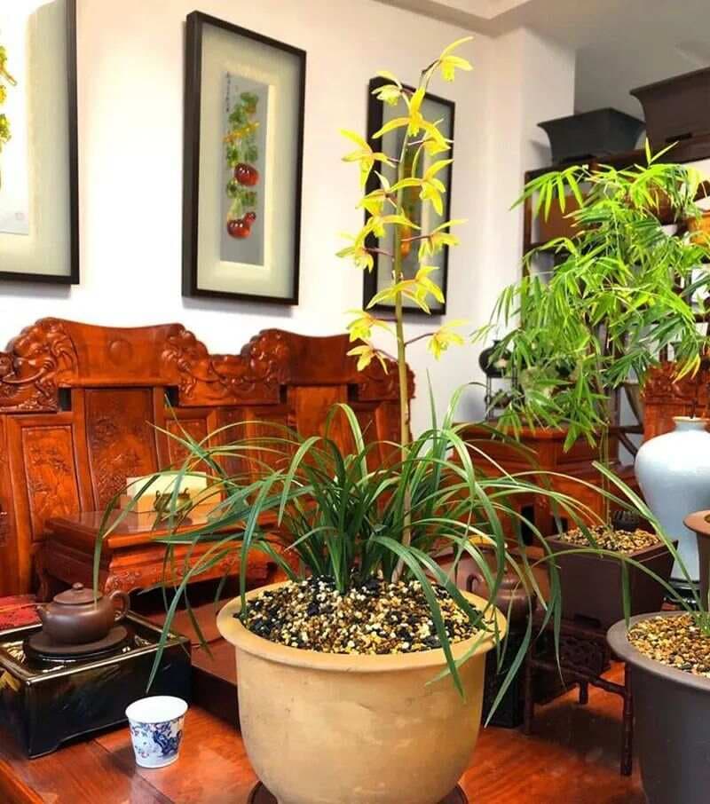 新手种植兰花，多采用“陪嫁土”策略，兰友：怪不得兰花以前生根慢