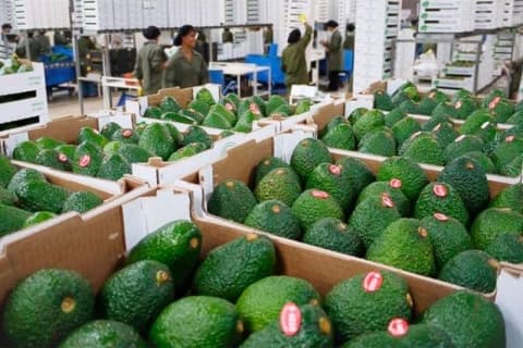 秘鲁牛油果：肥料短缺恐将影响果肉品质