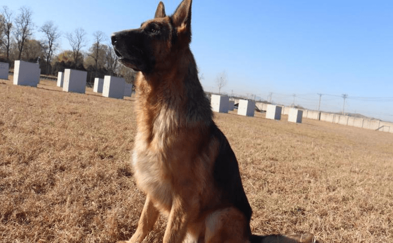 征集领养人！给退役警犬一个温暖的家