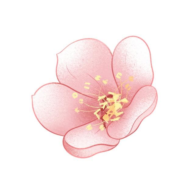 2025年樱花、白玉兰花期预报请查收