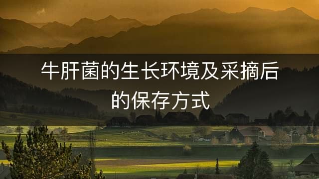 牛肝菌的生长环境及采摘后的保存方式