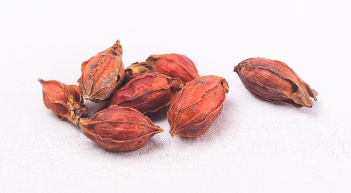 栀子与淡豆豉的功效与配伍应用