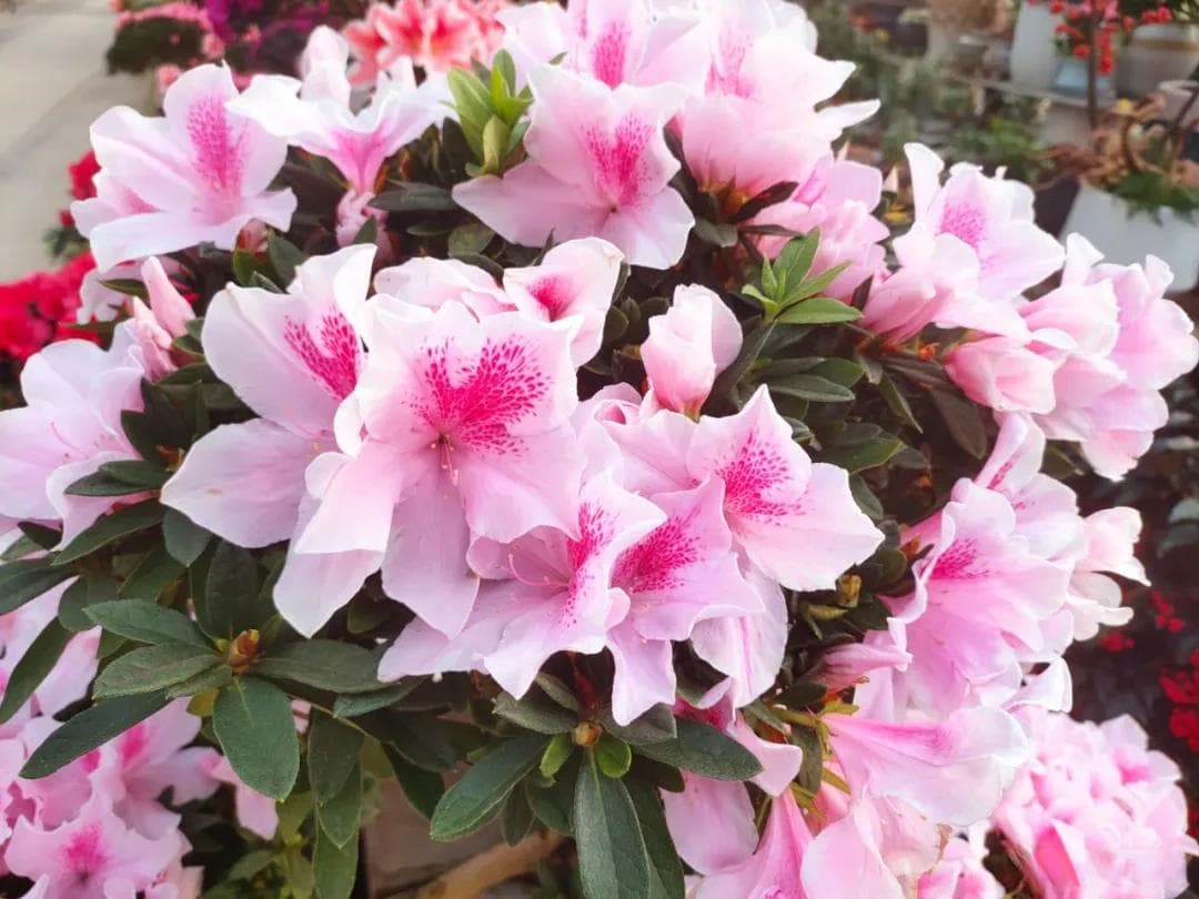 杜鹃花难养？老花匠妙招 —— 天天浇水，让花开满盆