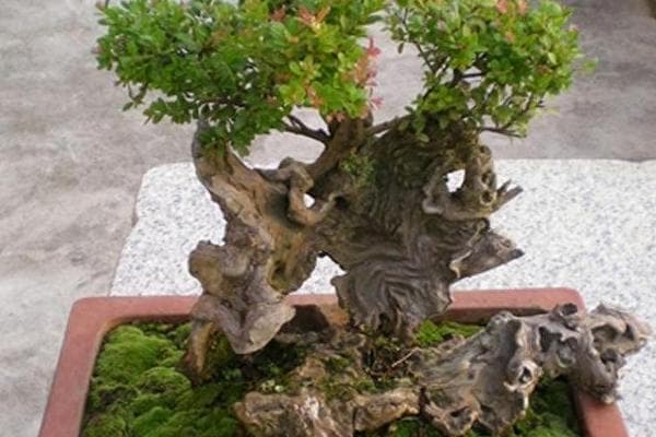小叶赤楠熟桩养殖全攻略：从种植到养护的详细指南