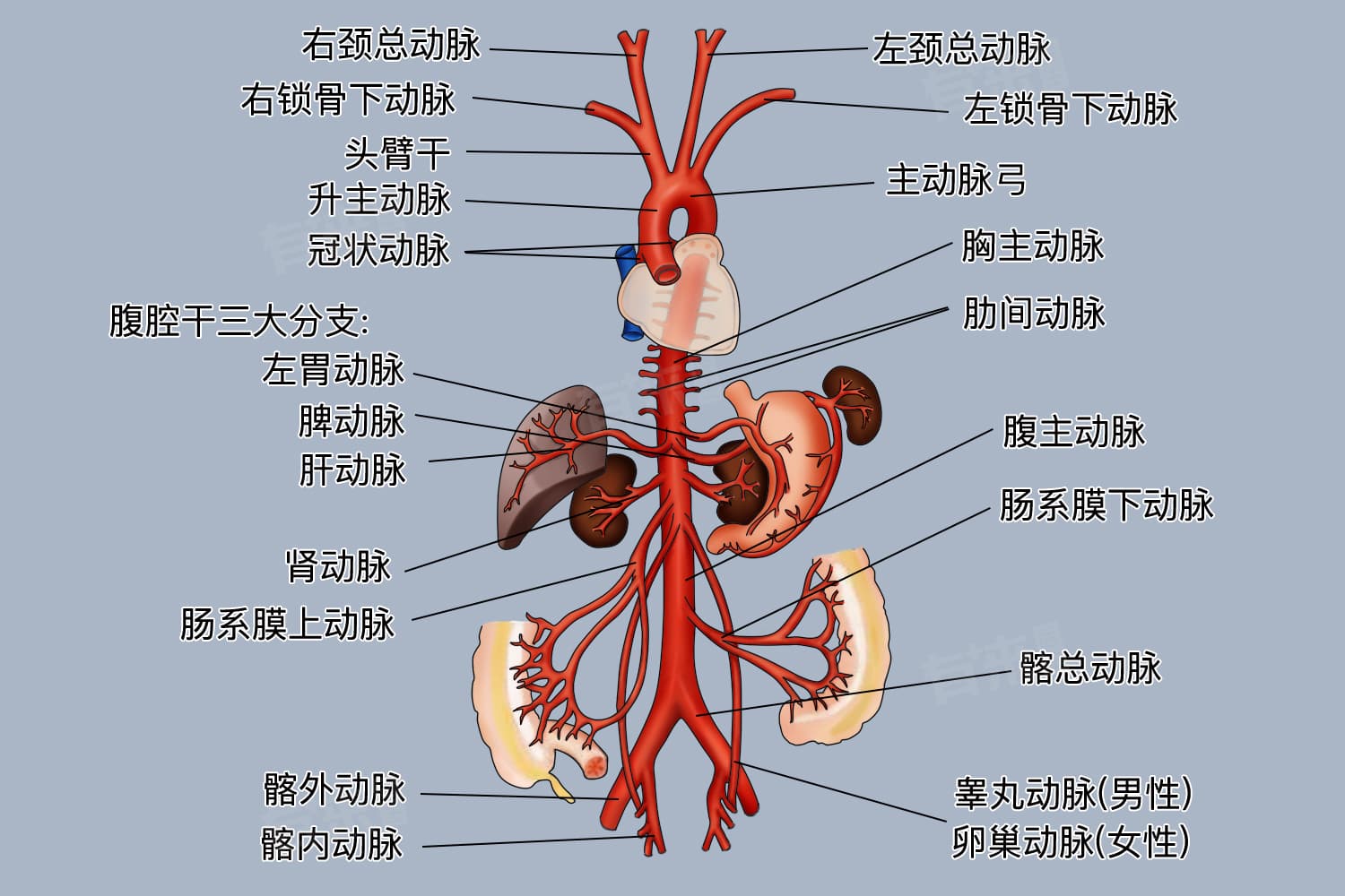 动脉在哪里