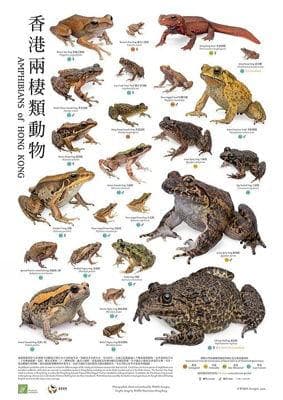 香港野生動物：丰富的两栖类生物多样性