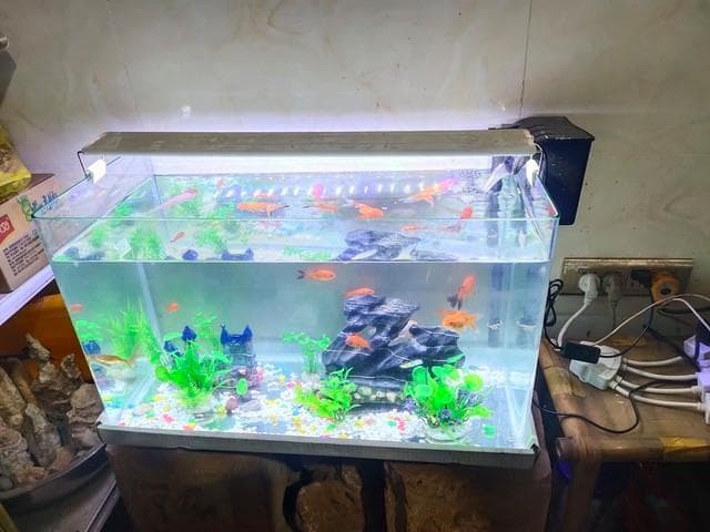 鱼缸水质浑浊不再怕，这几招让你的鱼缸水清如镜！