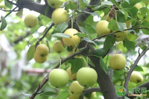 梨科学灌溉的技巧及要点