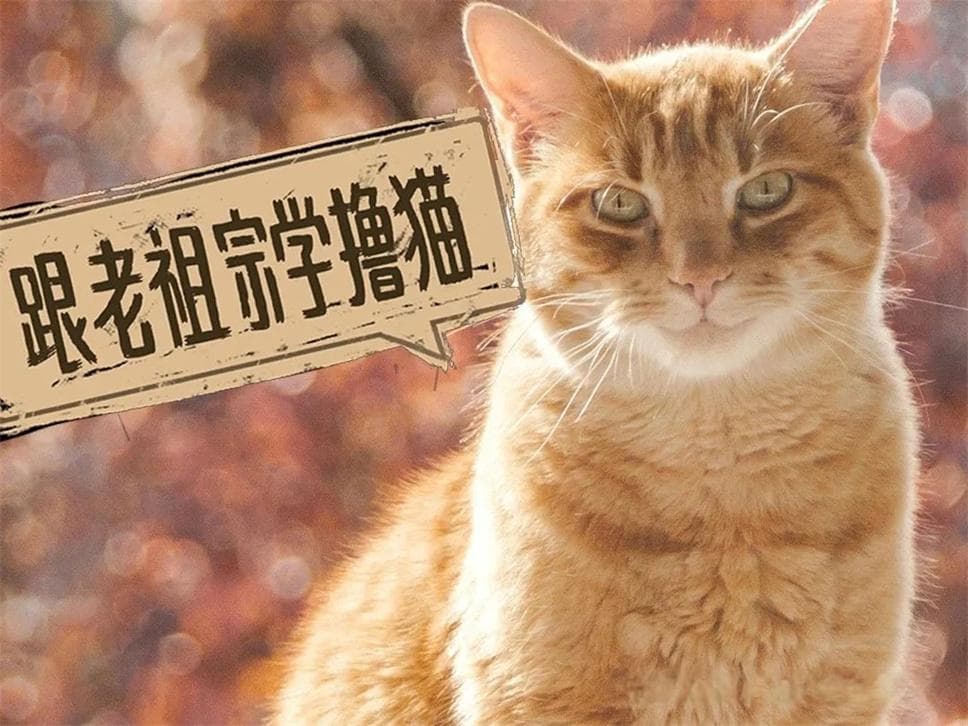 撸猫手法大揭秘：这四种撸猫手法竟能让猫咪爱上你