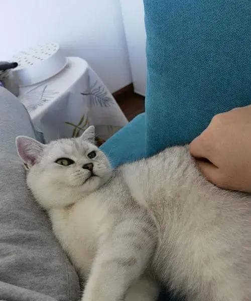 “银渐层”的优缺点，了解完，养猫不踩坑