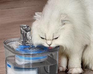 猫咪频繁喝水的原因是什么？如何判断是否正常？