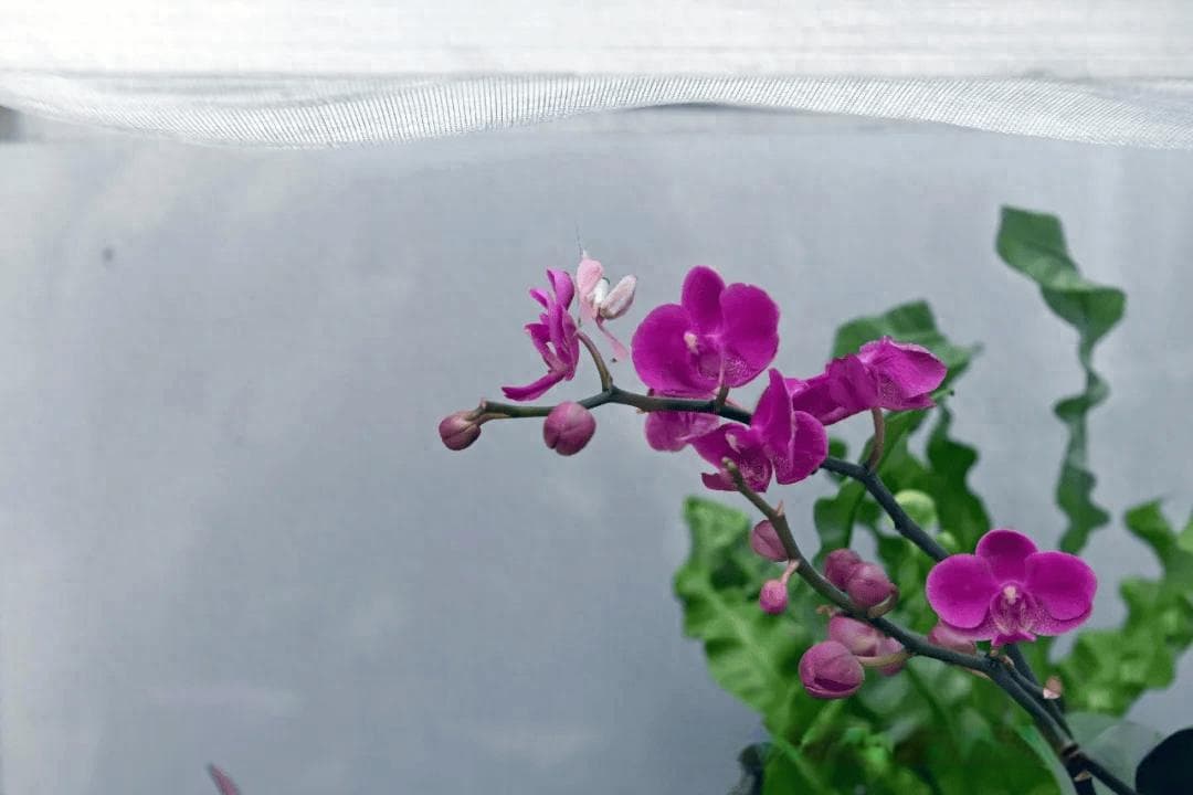 昆明植物园扶荔宫兰花馆展出200余种兰花，邀您共赏"幽谷兰精灵"