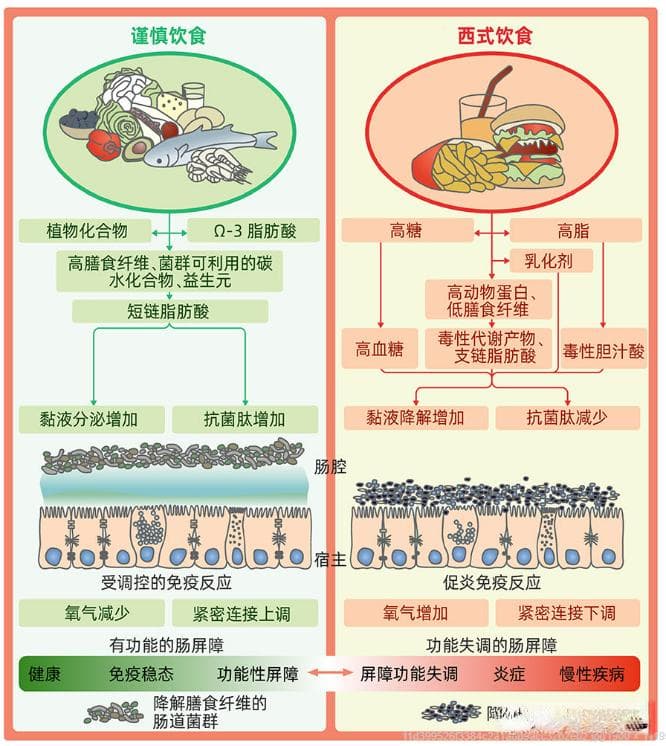 肠道菌群与健康：你的第二大脑如何影响全身 - 解密体内的微生物王国