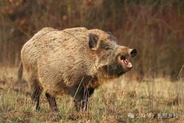 野猪最大能长到多少斤？野猪和家猪哪个寿命更长？答案来了