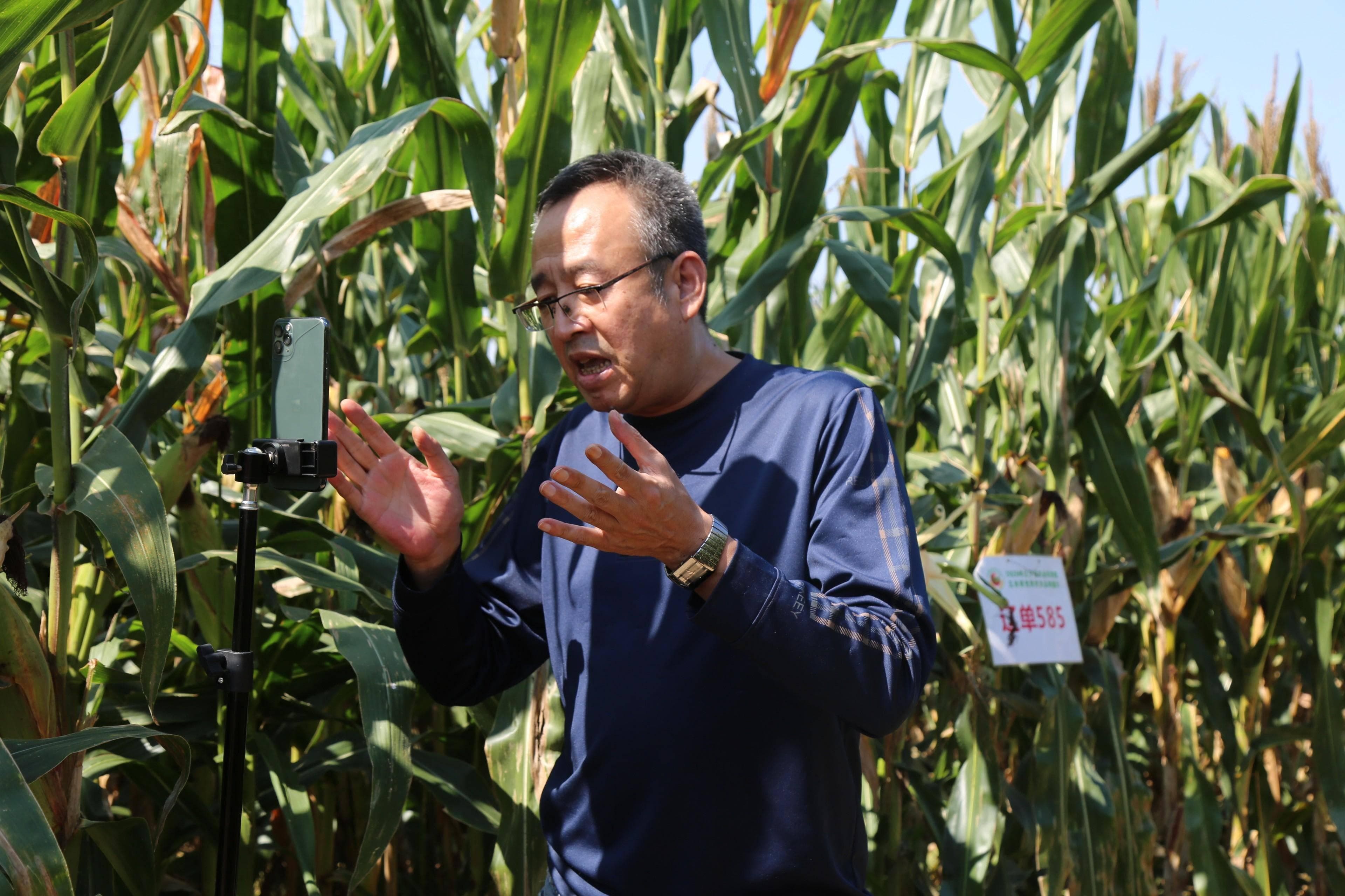 玉米种植中后期田间管理注意哪些？