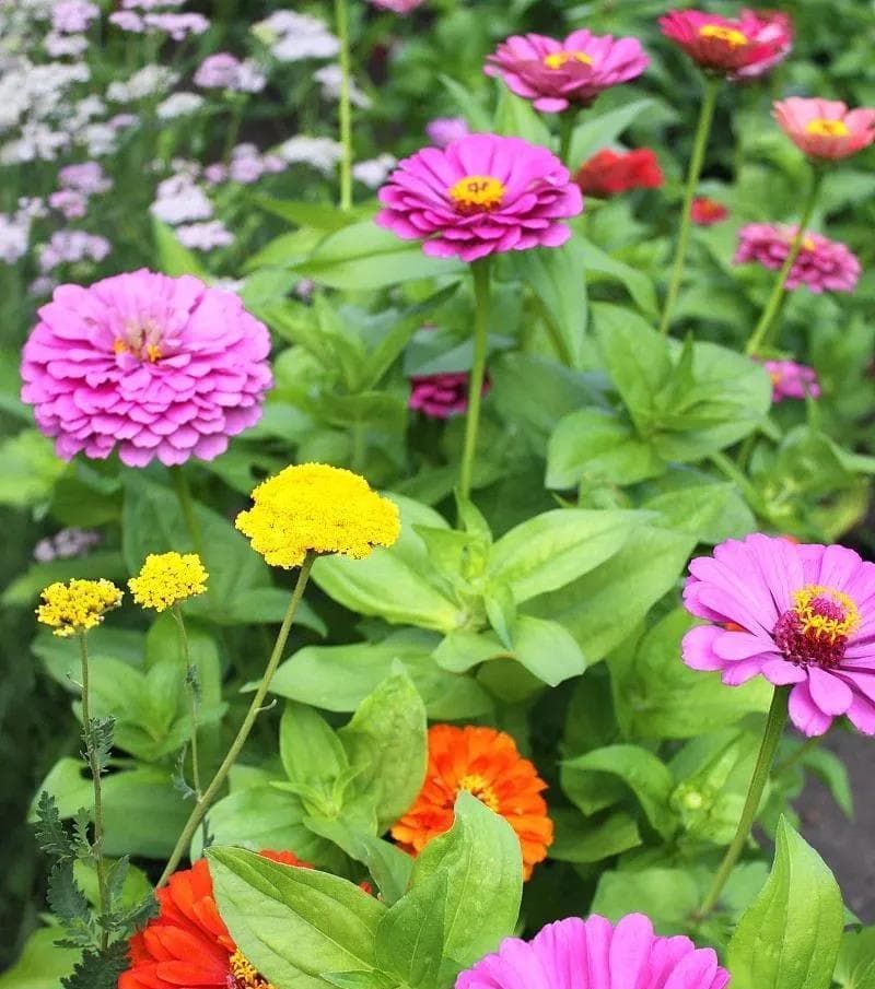 百日菊的生长与开花全攻略（掌握这些技巧）