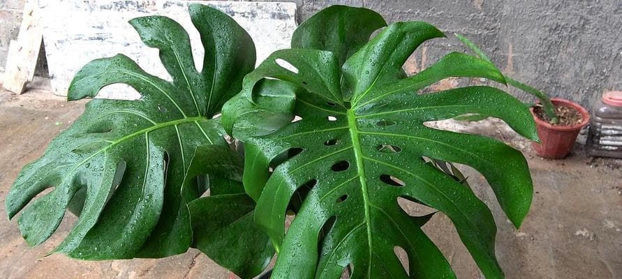 龟背竹夏季浇水指南：15个实用技巧让你的植物茁壮成长