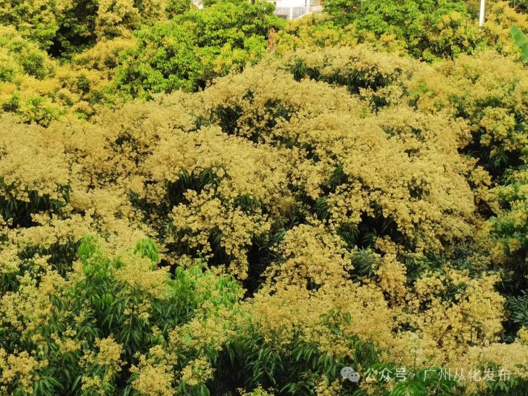 从化荔枝花满枝头，"百千万工程"助力特色农业发展
