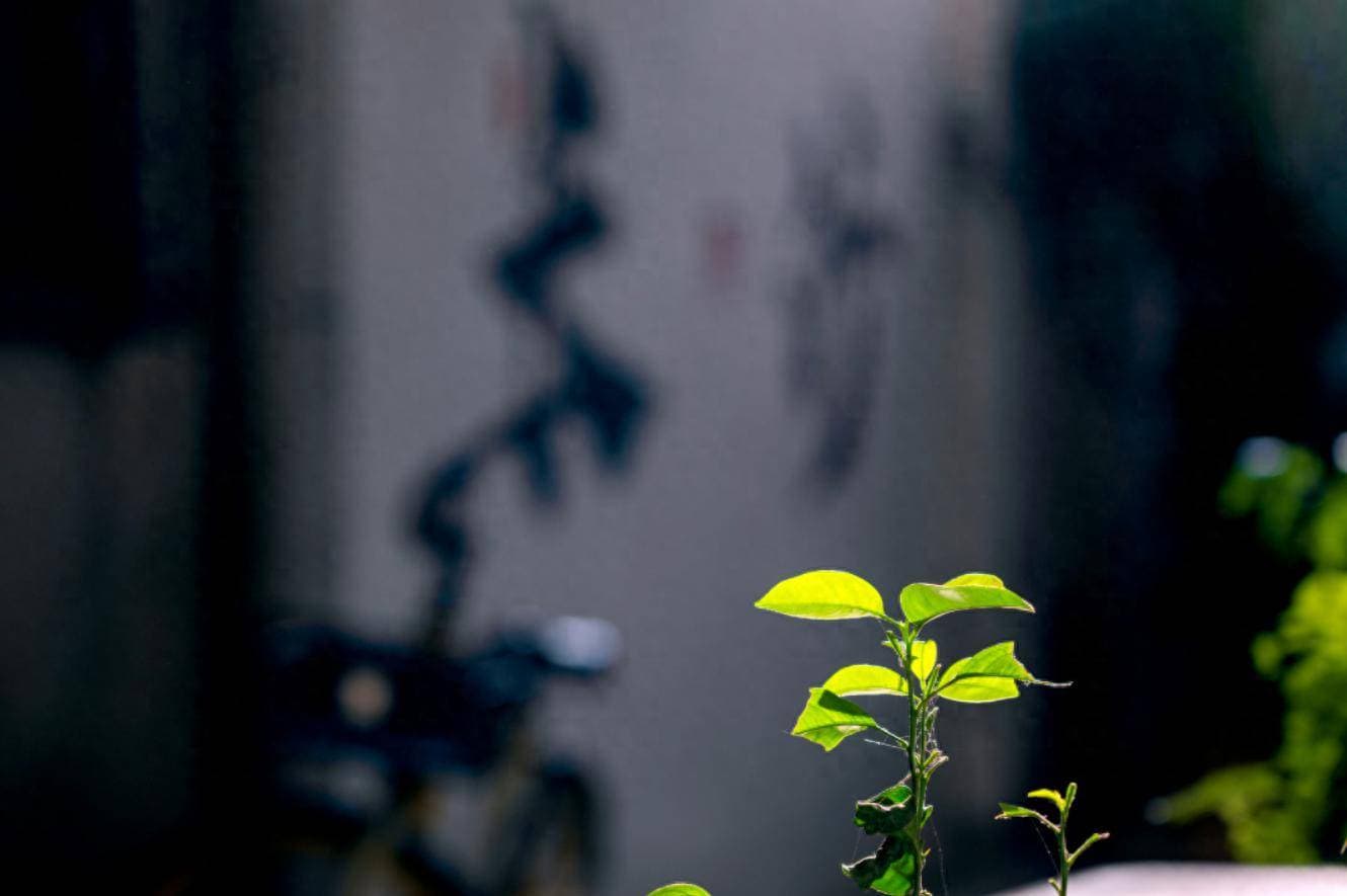 景深是什么 拍摄中怎样用好景深 新手小白必学摄影知识