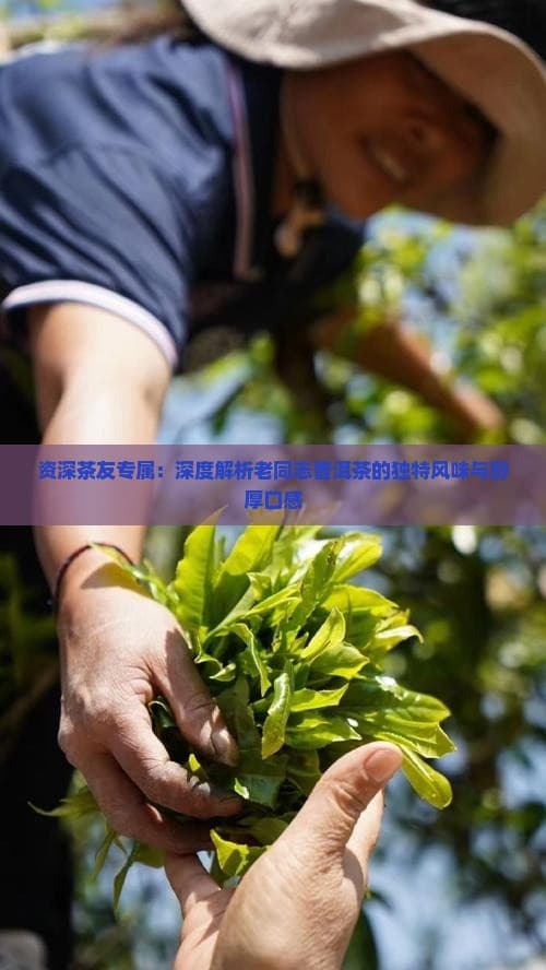 老同志普洱茶：独特口感与养生功效