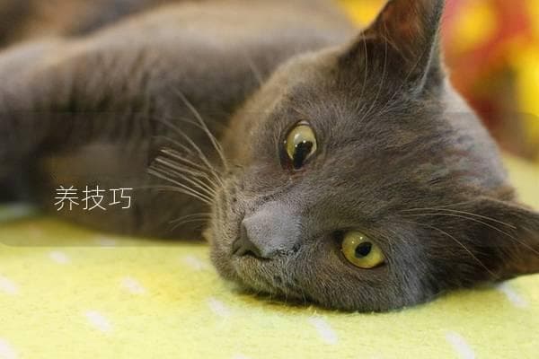 米努特猫好养吗？了解它的性格与饲养技巧