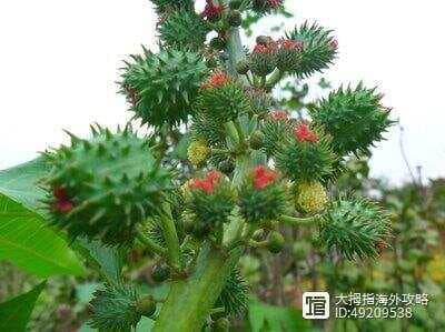 植物界的‘毒王’：全球最致命的十种植物大揭秘