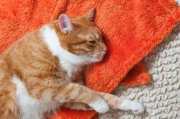 猫咪低血糖怎么办？症状识别与专业治疗方案