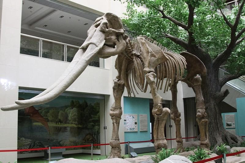 庆阳出土“黄河古象”：开启中国古脊椎动物研究百年历程