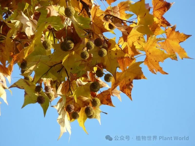 法国梧桐：我不是“梧桐”请叫我悬铃木