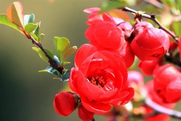 海棠花的花语与主要品种：从苦恋到顽强不屈