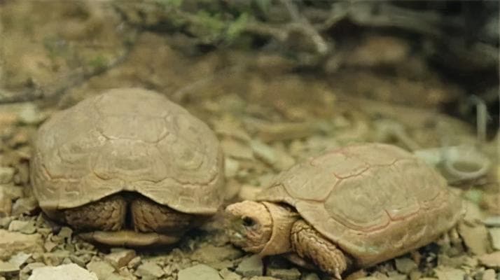缘翘陆龟饲养全攻略：从环境到护理，15个关键要点详解