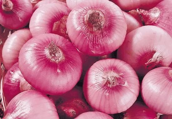 洋葱：从分类学、词源学到种植与食用