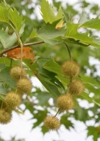 春暖花开鼻子痒怎么办？试试这4招，轻松预防花粉过敏