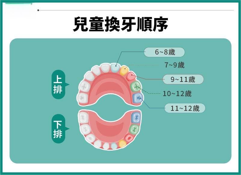 换牙顺序介绍：了解小孩各阶段的换牙时间与注意事项