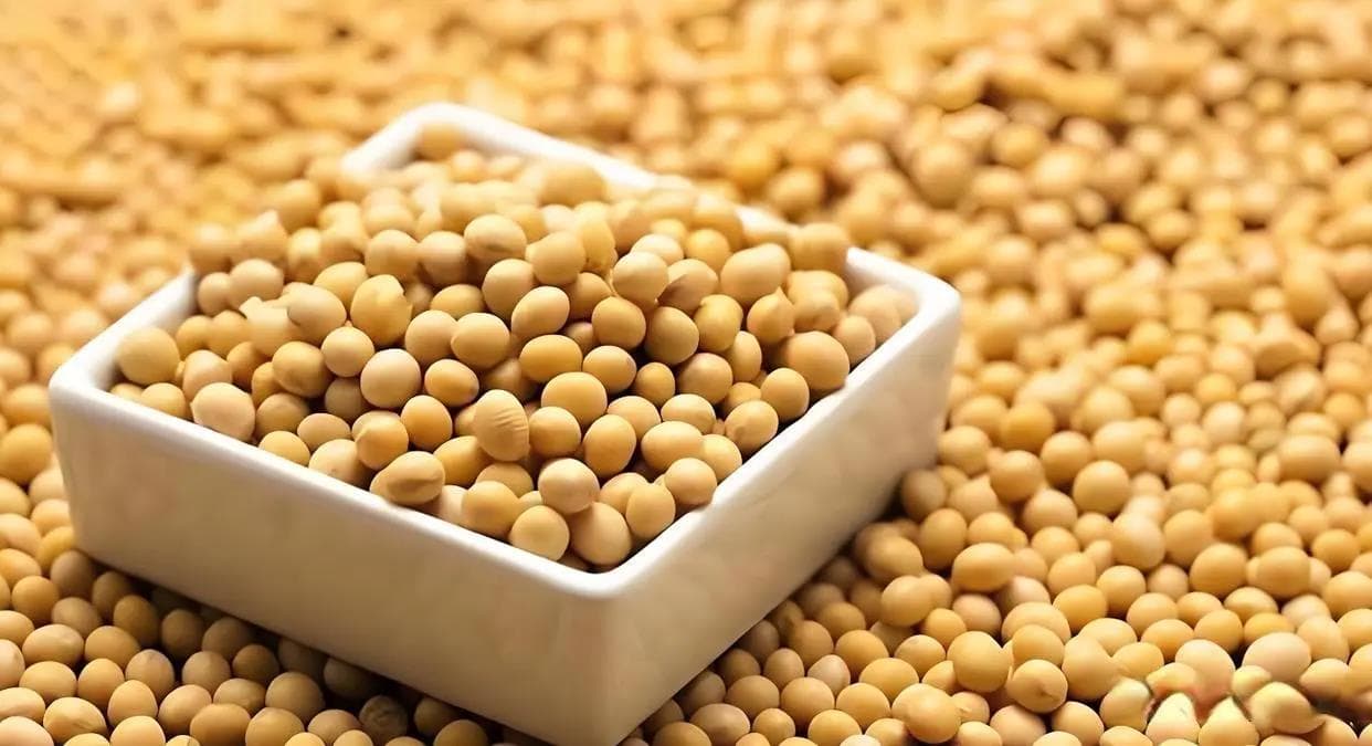 传统豆腐制作工艺详解：从选料到成品的完整指南