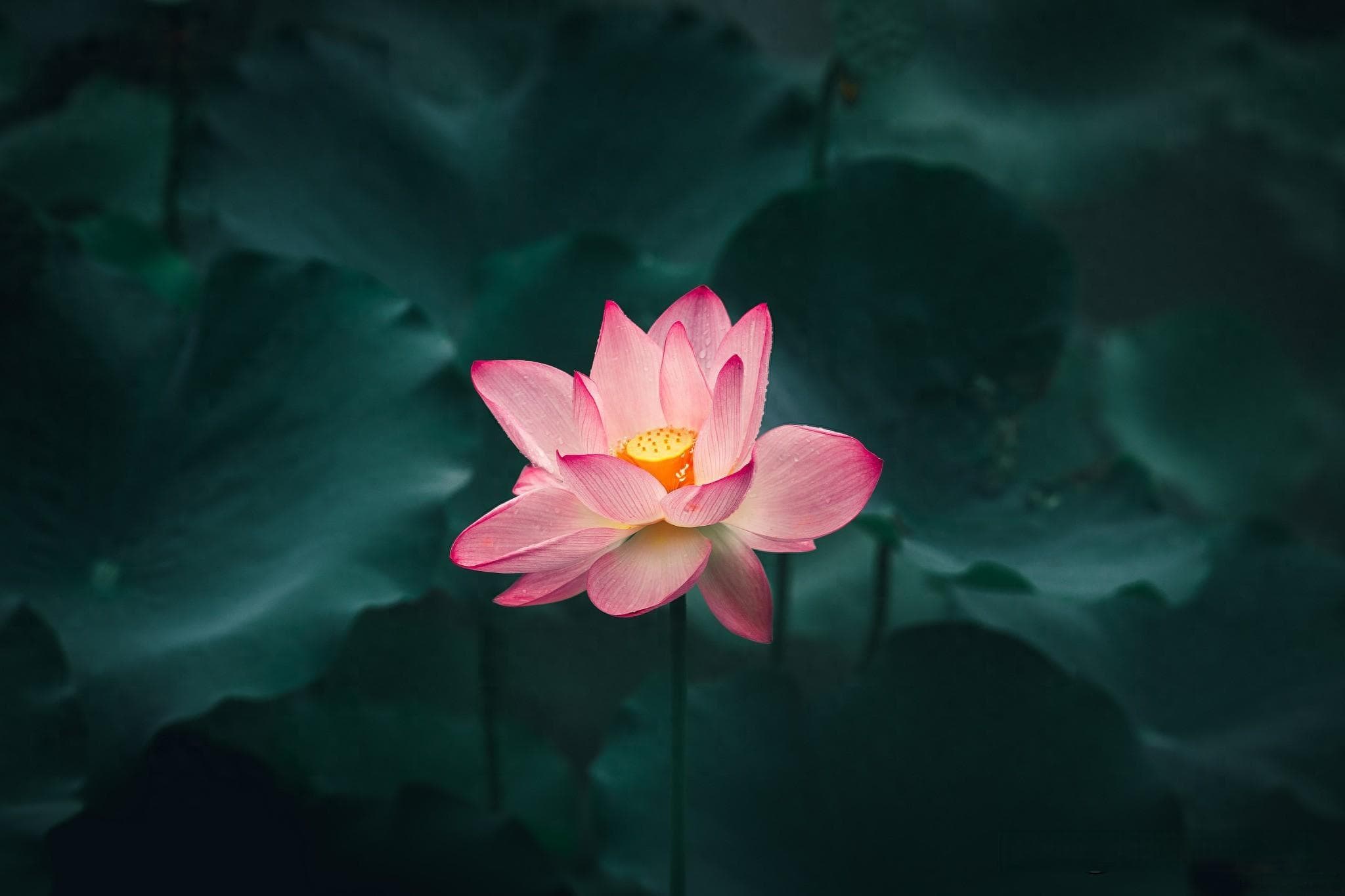 从清廉到和谐：荷花在中华文化中的多重寓意
