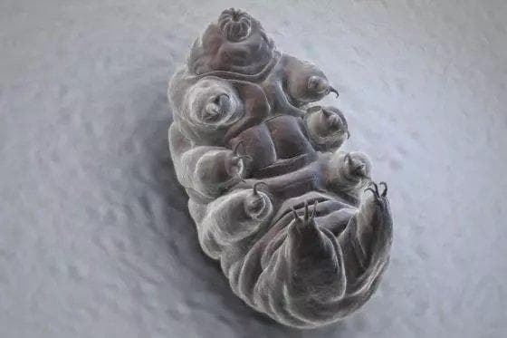 地表最强！与太阳同寿的水熊虫，你见过吗？