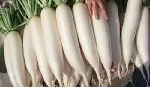 白萝卜的养生功效与五种搭配食用方法