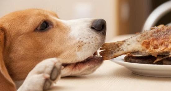 乳酶生狗狗饮食指南：为你的爱犬做出正确的食物选择