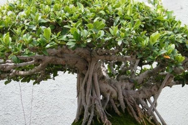 榕树怎么养护与浇水？