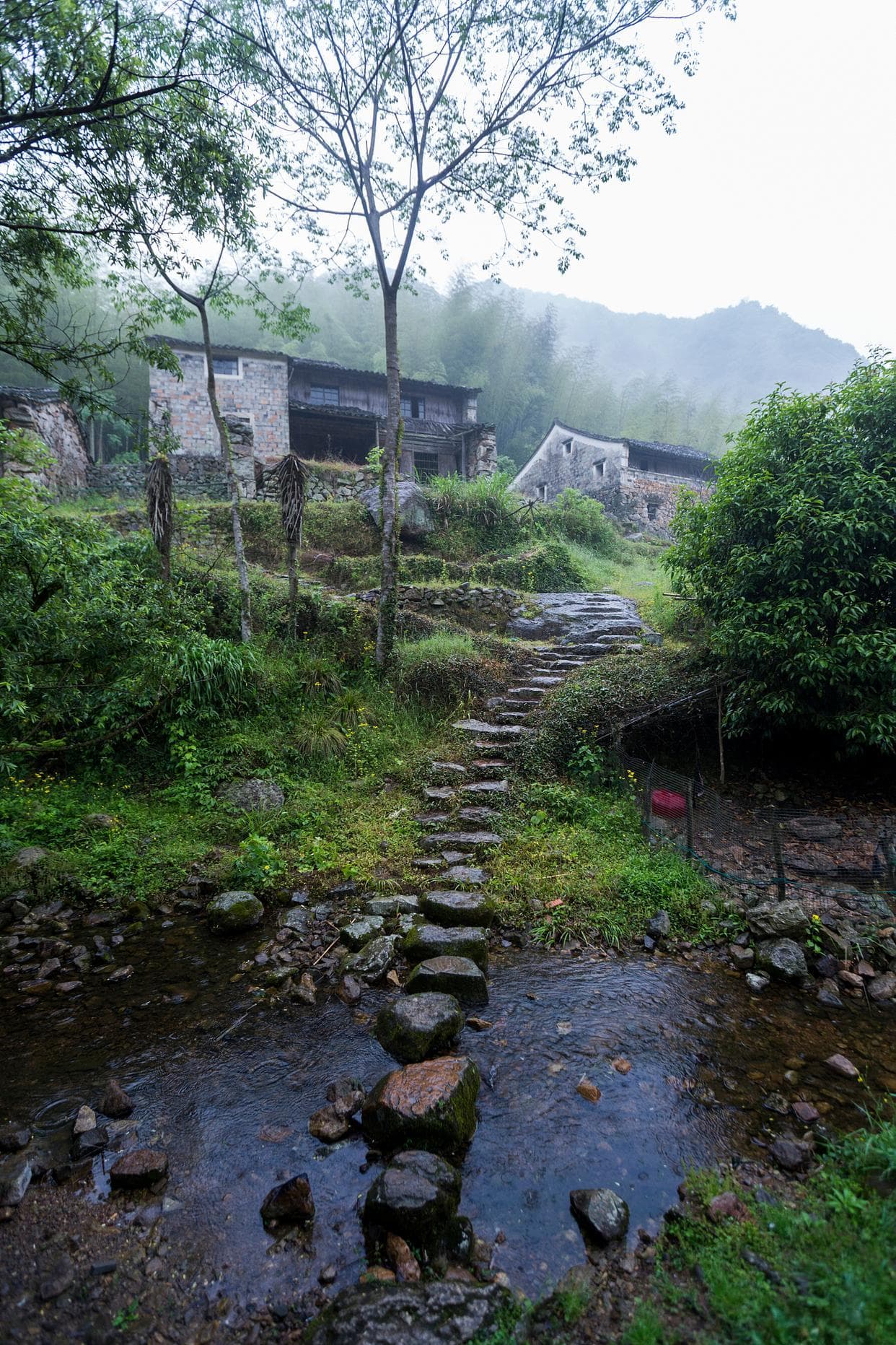 杭州龙井村：茶文化发源地的游玩全攻略