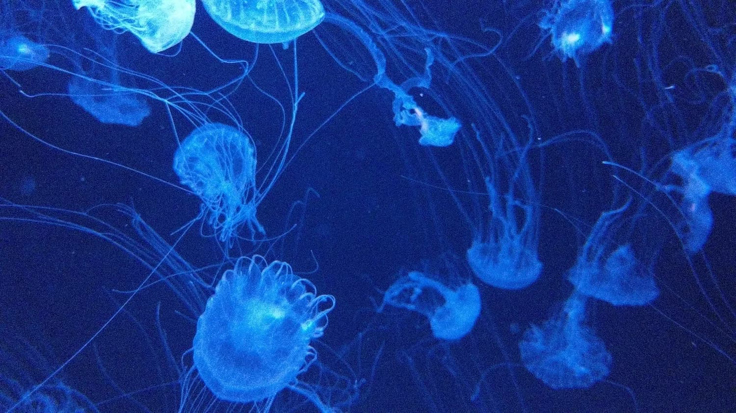 海洋浮游生物：揭秘新生代环境变迁的关键线索
