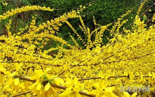 盐碱地能种植的树木，盐碱地种植什么树最好