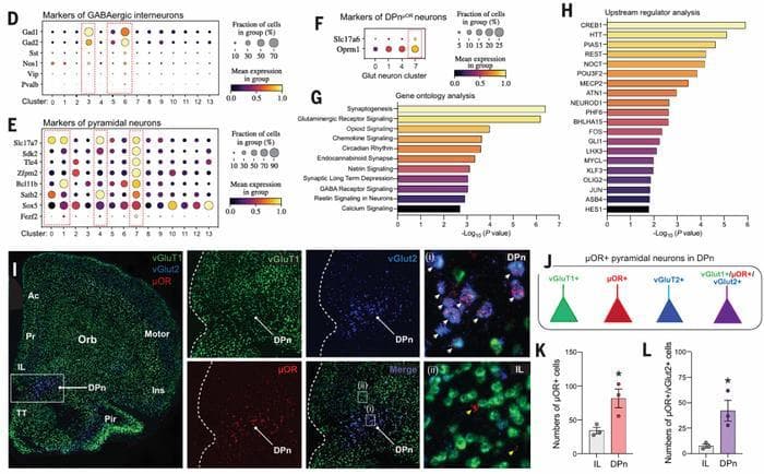 Science：在经典的脑区里有了新发现！对阿片类药物有调控作用的新神经环路机制