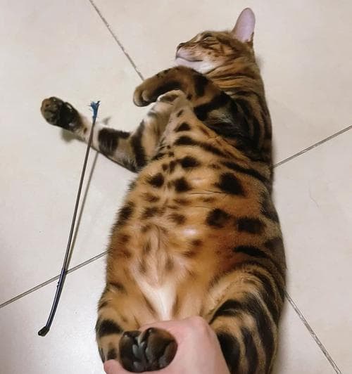 如何正确护理猫爪子（为你的爱宠提供全面的足部护理）