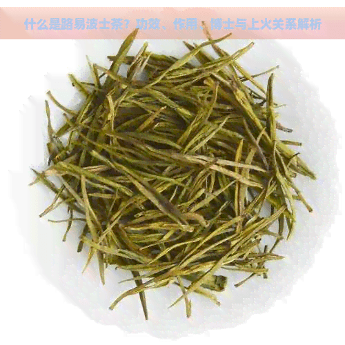 什么是路易波士茶？功效、作用、博士与上火关系解析