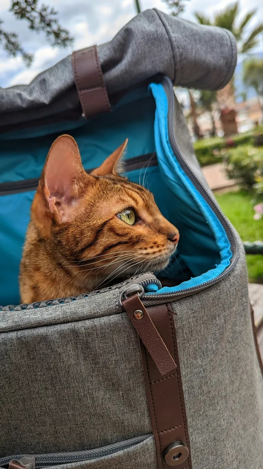 猫咪出门恐惧？试试这些训练技巧