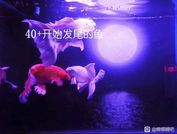蝴蝶鲤养殖完全攻略：从选缸到治疗全方位指南