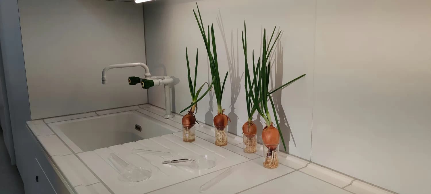 “金针菇、大白菜等都是甲醛菜”？科学真相在这里