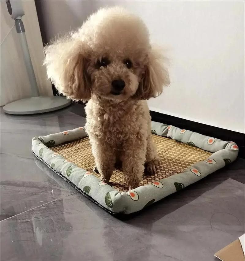 了解狗狗癫痫，化解恐惧（揭秘狗狗癫痫的真相，让爱更深沉）